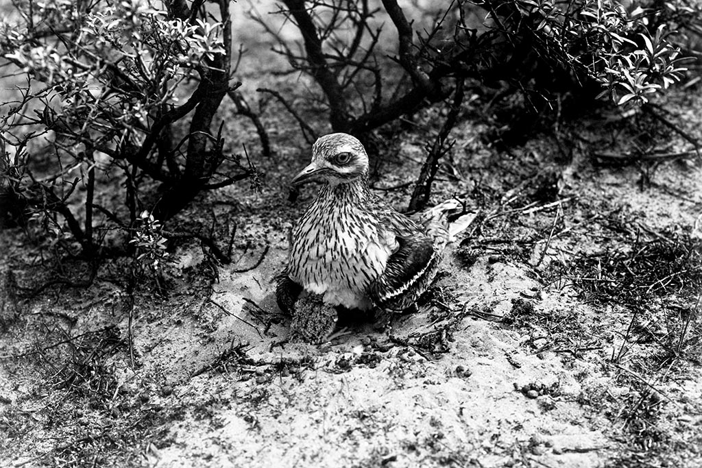 Tot 1957 was de Griel een zeldzame broedvogel in Nederland.