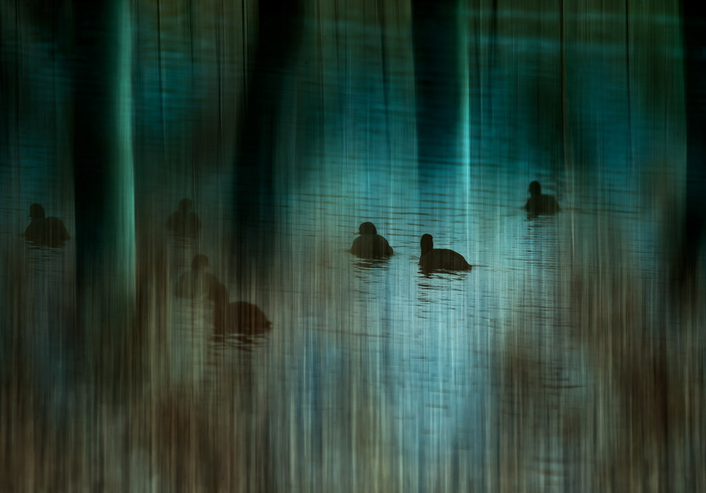 Drowned forest. Fotograaf: Jolanda Vlastuin