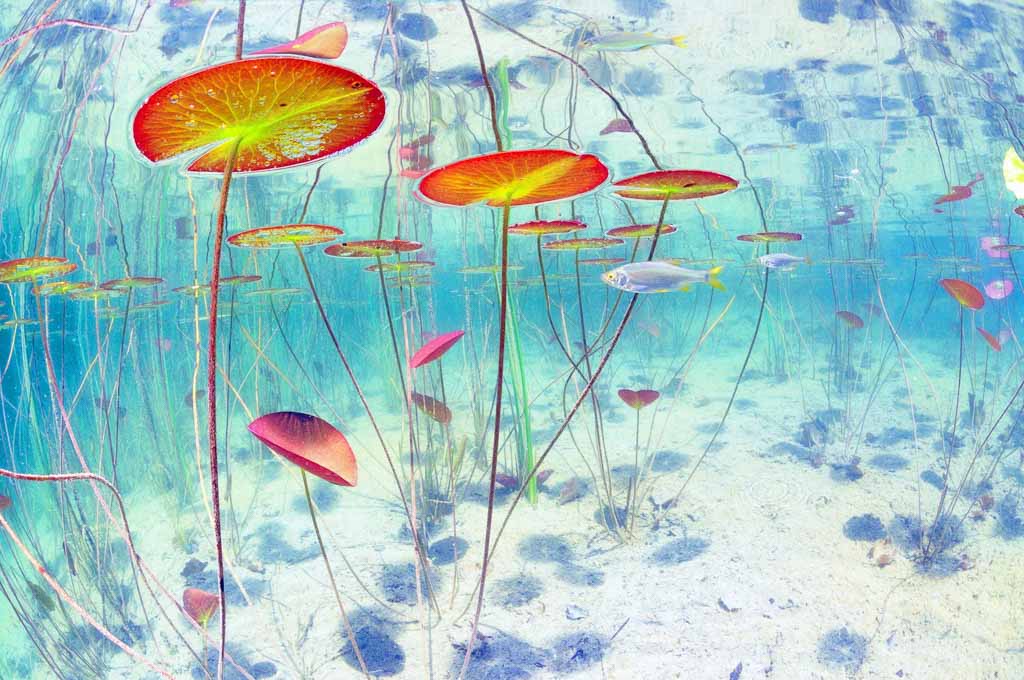 Waterlilies marvelous world. Fotograaf: Gaël Modrak