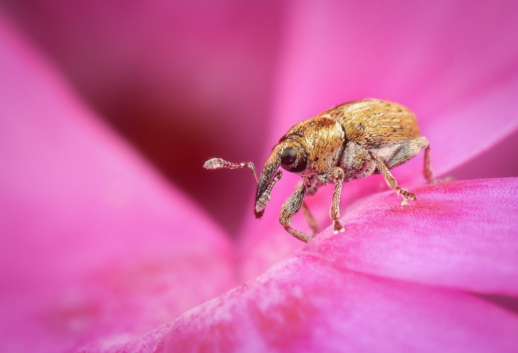 Weevil on pink flower. Fotograaf: Amanda Blom