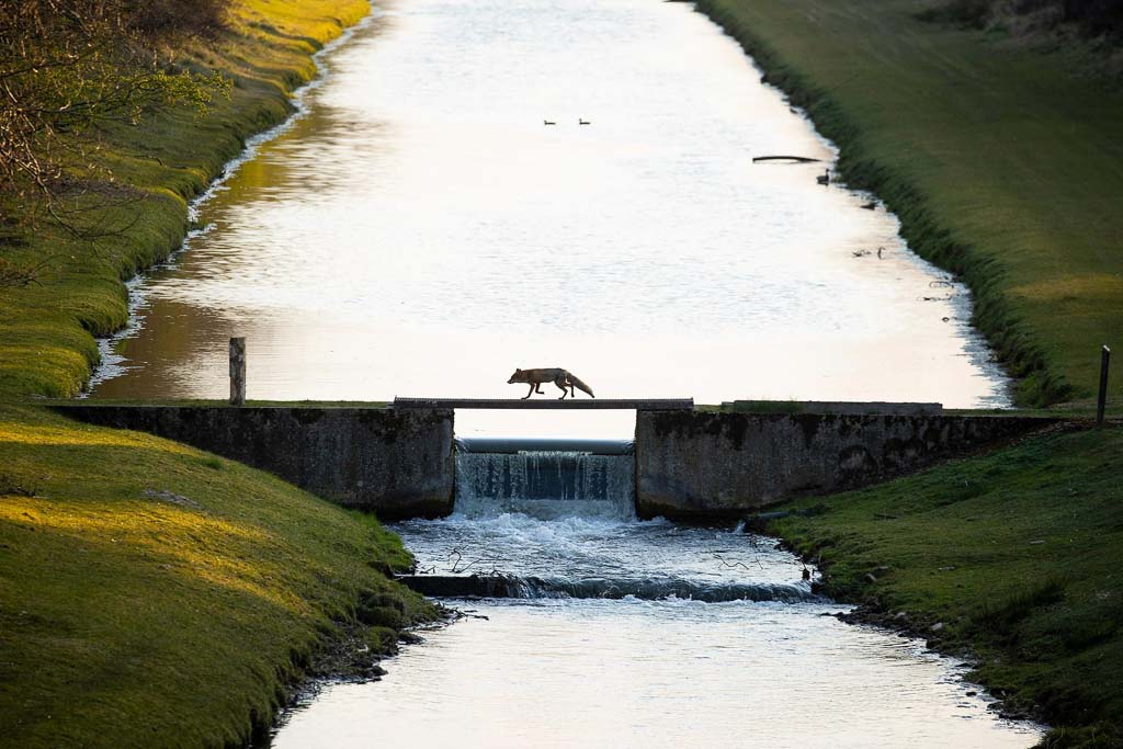 Fox crossing the bridge. Fotograaf: Andius Teijgeler