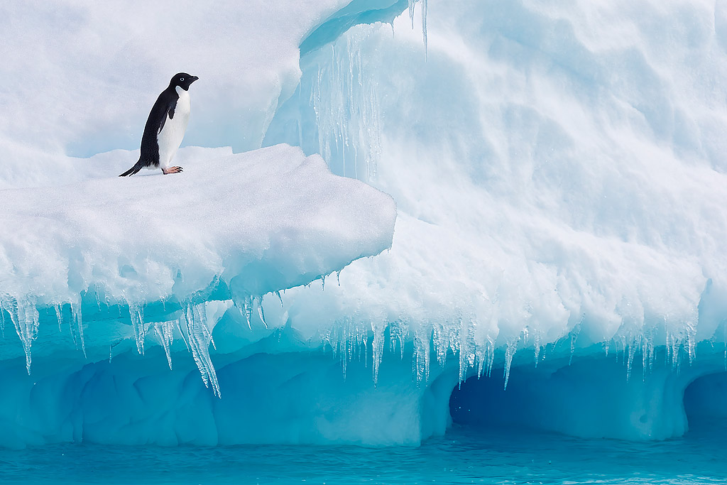 Adelie Penguin op ijsberg met blauw ijs - Antarctica