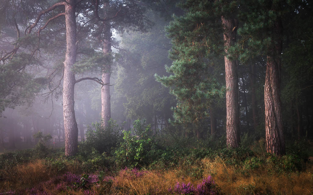Forest and heathland