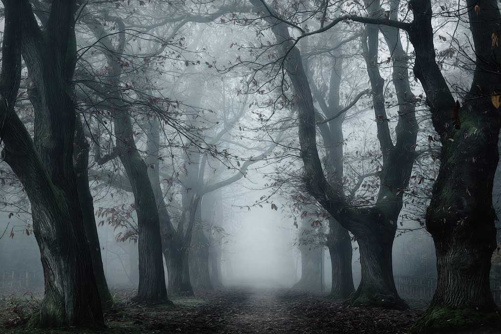 bos met mist