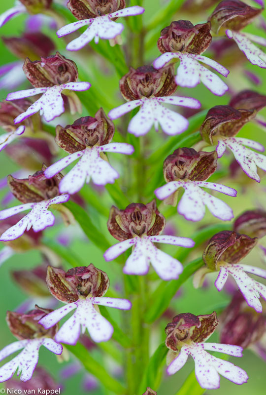 purperorchis