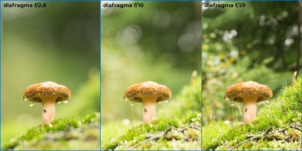 Bij een groot diafragma (f/2.8) is de scherptediepte zo klein dat niet eens de hele paddenstoel scherp is. bij een klein diafragma (f/29) wordt er in de achter- en voorgrond zoveel scherp dat het afleidt van het onderwerp.