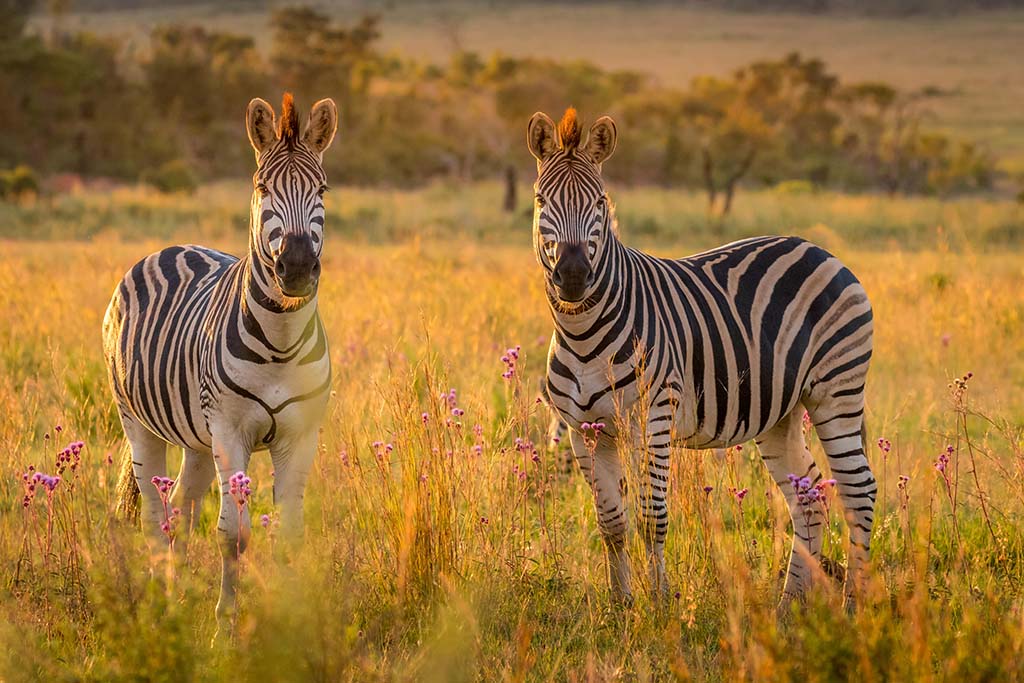 Zebra's bij zonsondergang