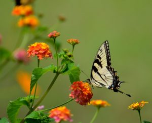 Met de juiste apparatuur kun je mooie foto's van vlinders maken.