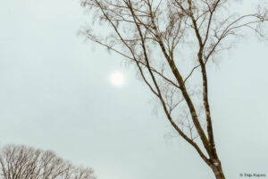 Een Japanse kijk op een Nederlands bos. Door je te verdiepen in een fotoproject ga je nieuwe dingen zien.
